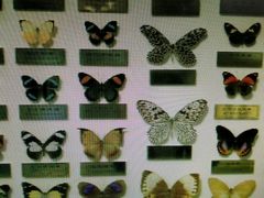 -上海昆虫博物馆