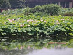 -荷塘月色湿地公园·向阳花洲