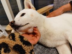 -南京Hallo宠物乐园·哈罗犬舍·柴犬繁育基地