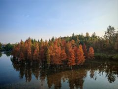 -白鹭湾湿地公园