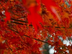 -济南国际园博园