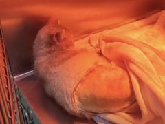 -千城康桥宠物医院·猫科·骨科·心脏