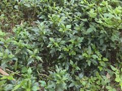 -福清灵石山国家森林公园