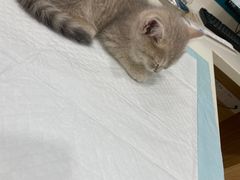 -小伙伴宠物医院·CT·骨科·眼科(高新店)