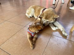 -崖口云吞(中堡店)