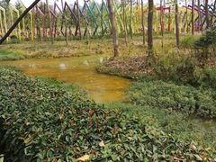 -合肥滨湖国家森林公园