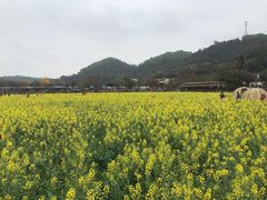 -红山村