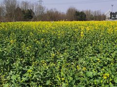 -桤木河湿地公园