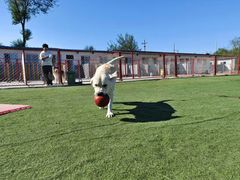 -宠物寄养训练学校