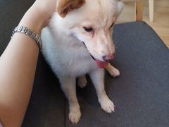 -南京Hallo宠物乐园·哈罗犬舍·柴犬繁育基地