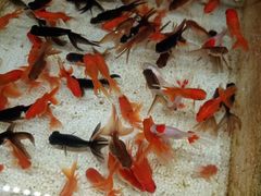 -万商花鸟市场