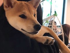 -浣熊柯尔鸭土拨鼠·电玩咖