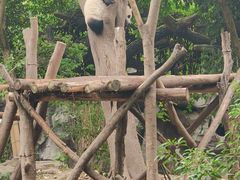 -成都大熊猫繁育研究基地