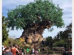 -奥兰多迪士尼动物王国乐园