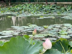 -荷花公园