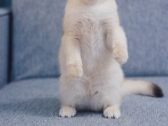 -Bastet sally猫舍购宠(静安店)