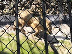 -大连森林动物园