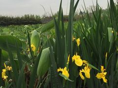 -白鹭湾湿地公园