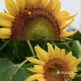 重庆夏天去哪里? || 北碚区向日葵免费拍照