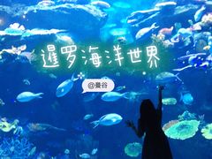 -暹罗海洋世界