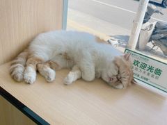 -瑞派长江宠物医院·猫科·外科·24小时夜护(谊城公寓分院)