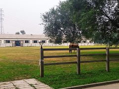 -北京群众马术培训基地