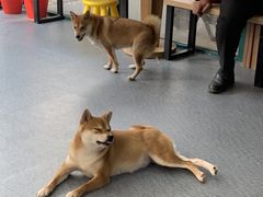 -柴源莊·柴小宠柴犬咖啡