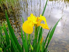 -大兴滨河森林公园