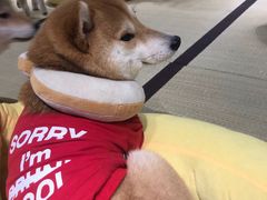 -逗柴咖啡屋·狗咖猫咖宠物桌游