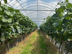 -马陆小张葡萄园农家乐