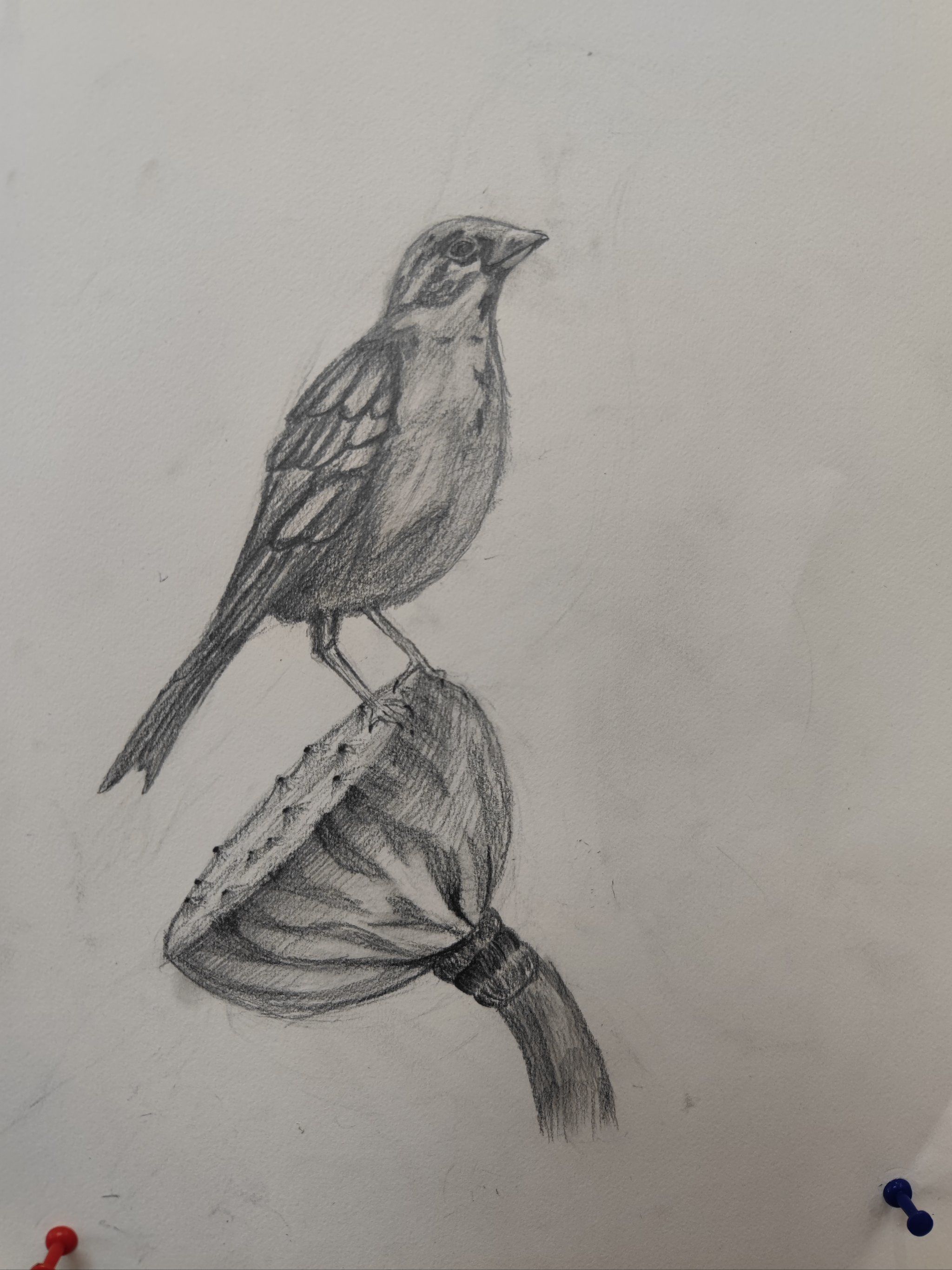 同学画的花鸟素描