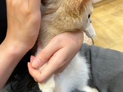 -屋虎猫馆(宝安大仟里店)