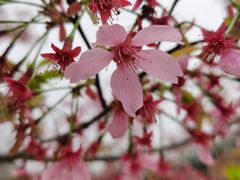 -顾村公园