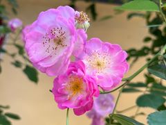 -颐和路民国时期公馆-风貌区