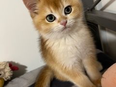 -欣宠猫屋·矮脚拿破仑·蓝金金渐层