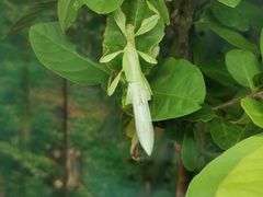 -上海大自然野生昆虫馆(东方明珠·爬宠昆虫探索中心)