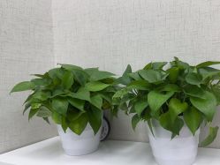 -深圳艺星医疗美容医院