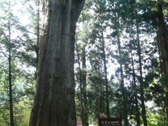 -阿里山神木遗迹