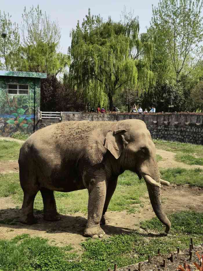 西安秦岭野生动物园-"前天带孩子去转了转,说说感受吧: 1,大..."-大众
