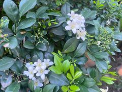 -四川大学(华西校区)