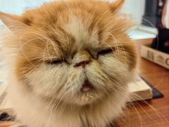 -有猫主题·治愈系猫咖(曾厝垵店)