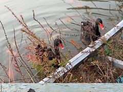 -春晖园度假酒店温泉