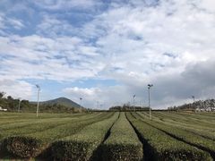 -雪绿茶博物馆