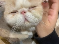 -滚猫咖啡·猫咖·猫友好撸猫(未来城店)