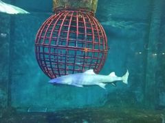 -大连圣亚海洋世界