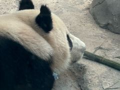 -武汉动物园