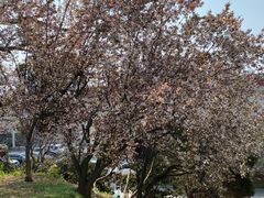 -劈柴院锅贴(沈阳路店)