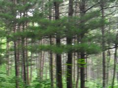 -五营红松林海景区