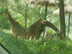 -北京野生动物园