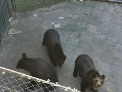 -大连森林动物园